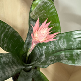 Aechmea Fasciata – Bromelia